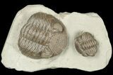 Two Eldredgeops Trilobite Fossils - Silica Shale, Ohio #188875-5